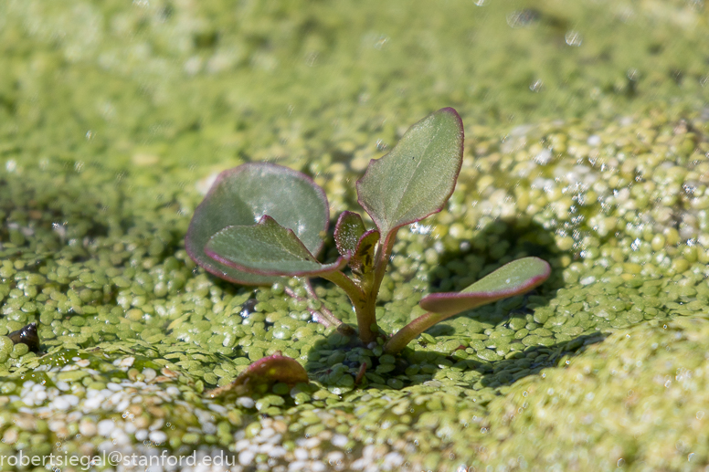 emily renzel wetlands